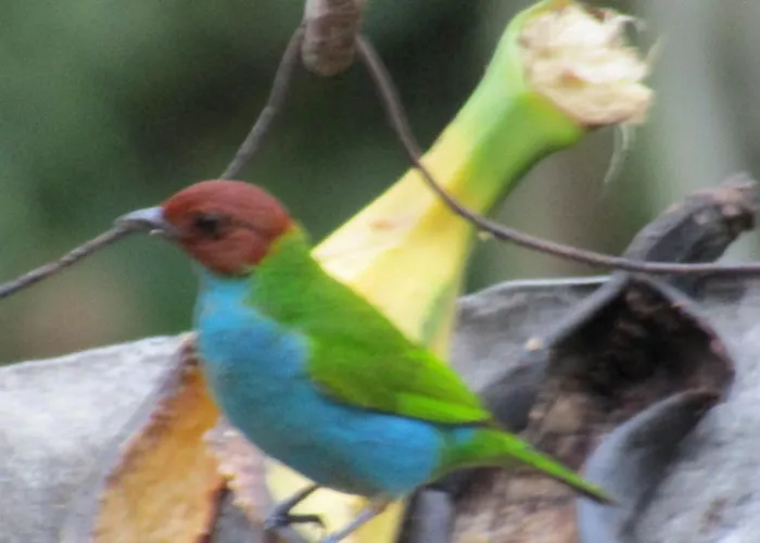 Alojamiento Rural Pajaros Y Flores