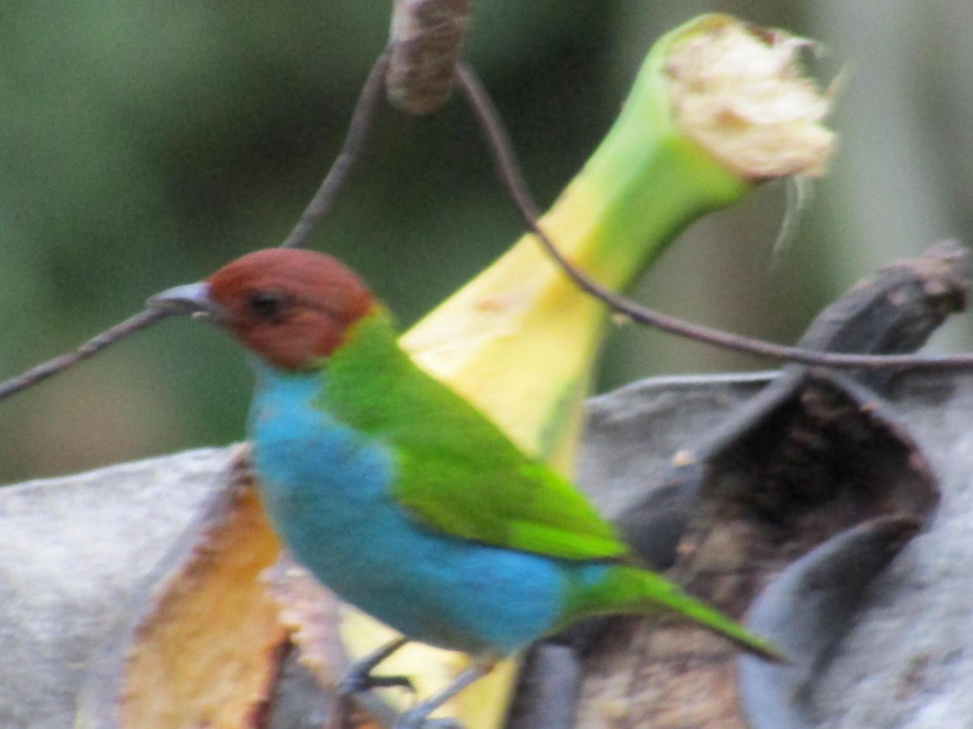 Rural Pajaros Y Flores Country house