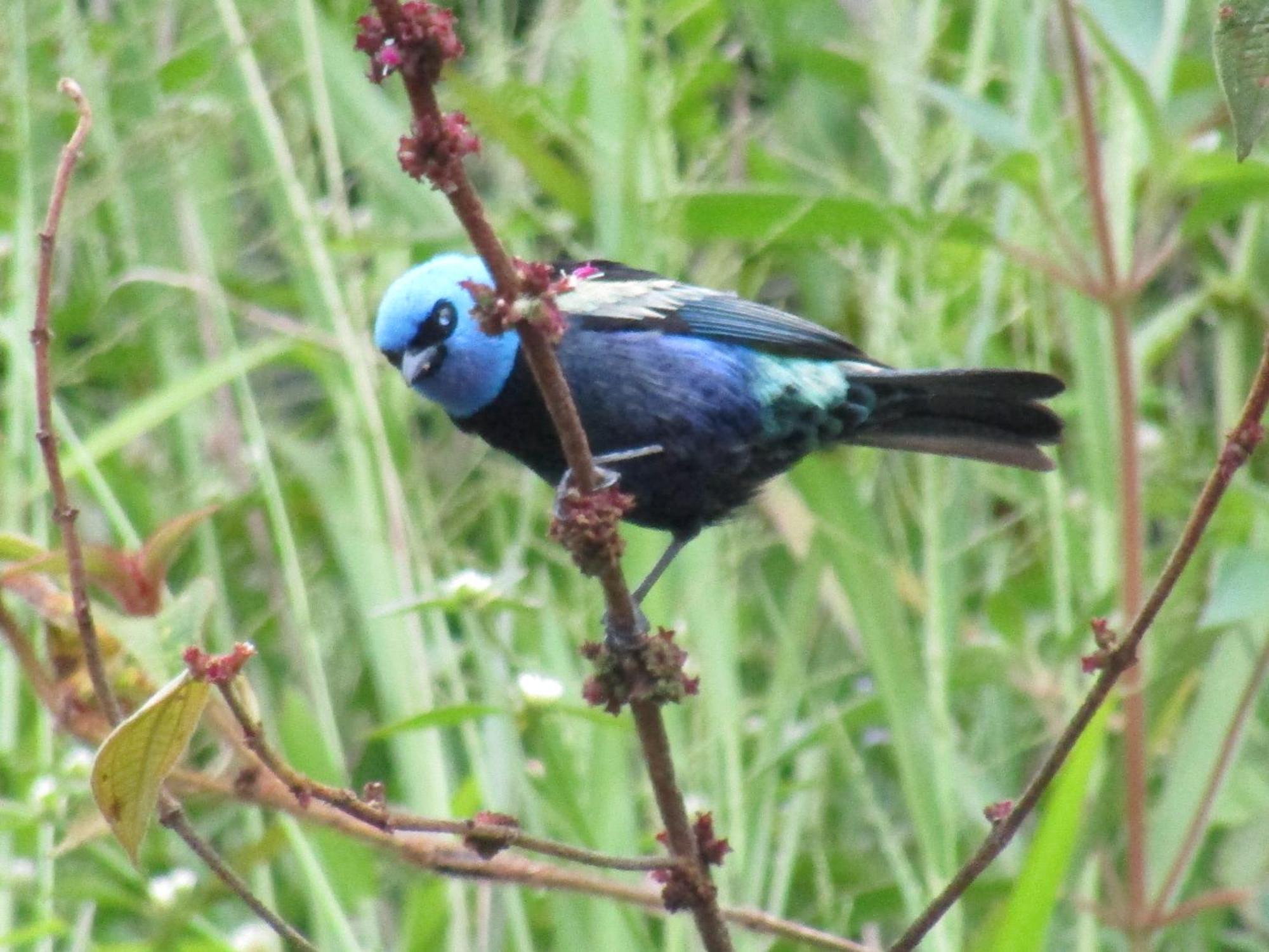 Rural Pajaros Y Flores *