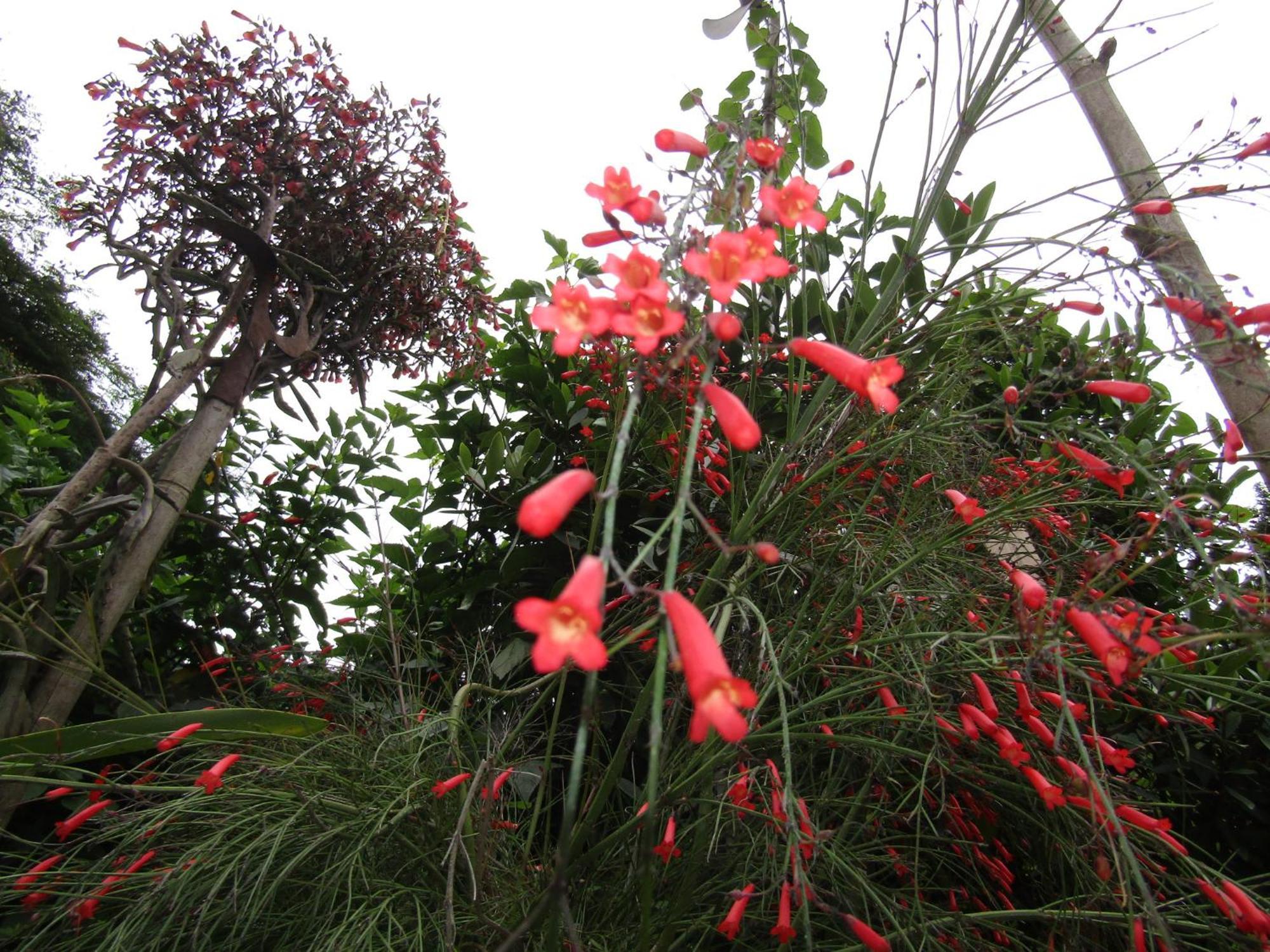 Rural Pajaros Y Flores Country house *