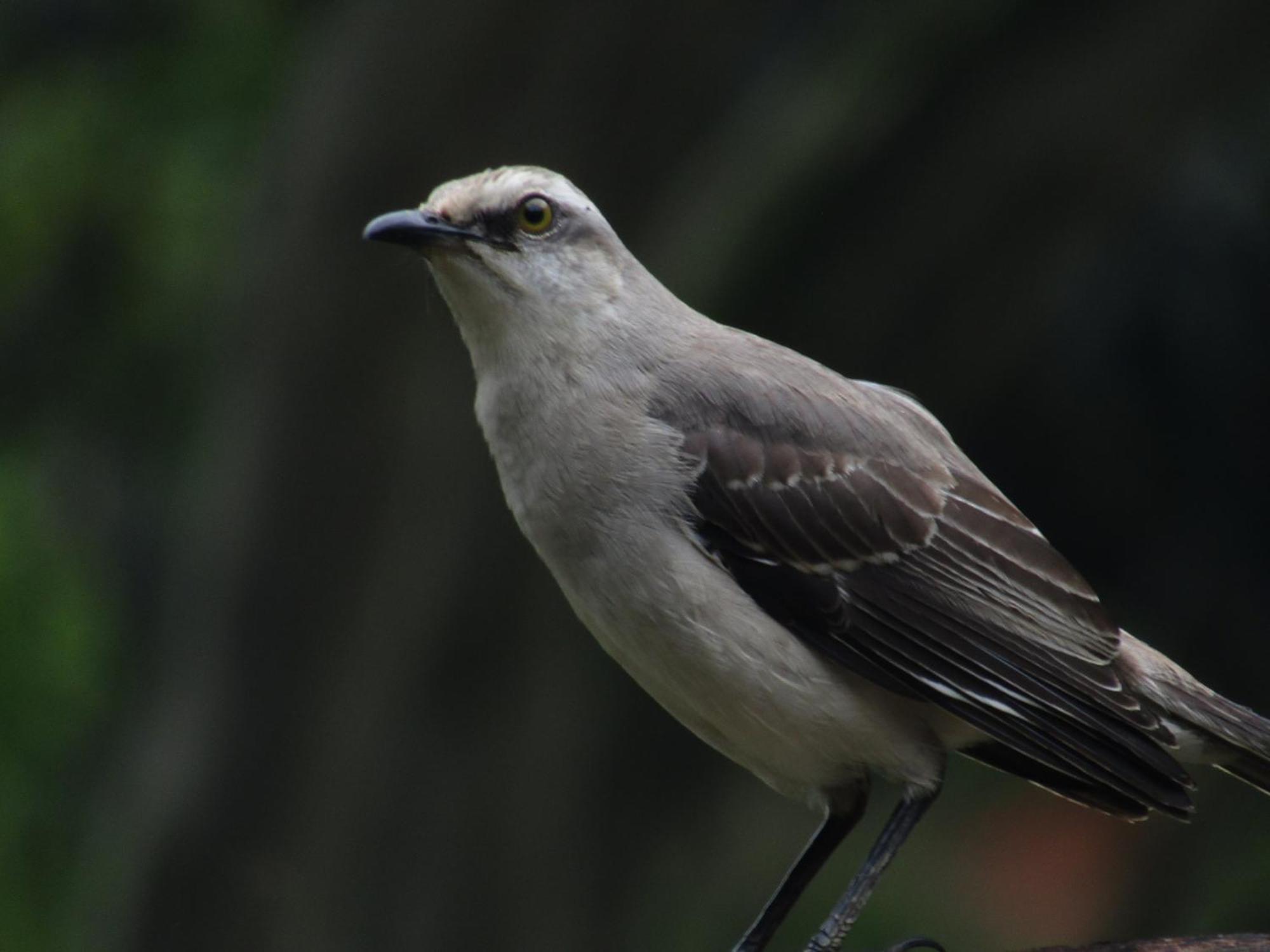 Rural Pajaros Y Flores Los Andes (Antioquia)