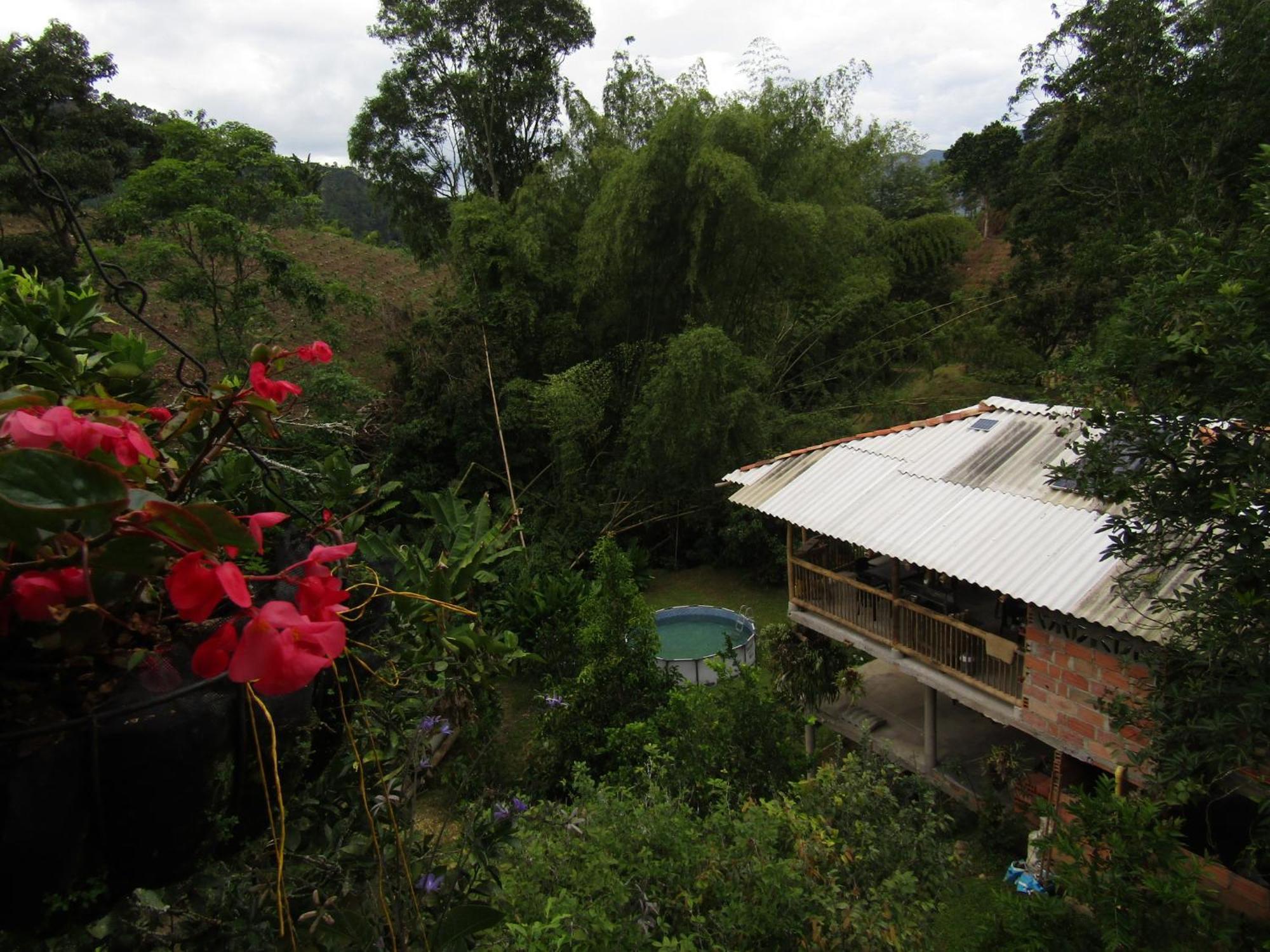 Rural Pajaros Y Flores *