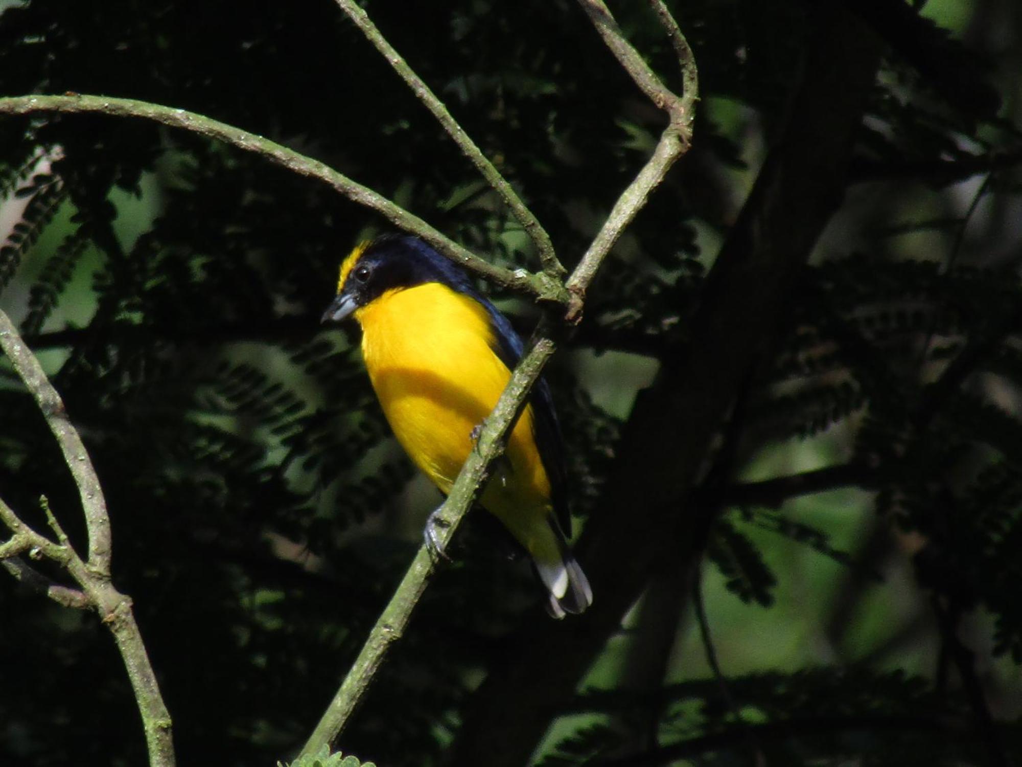Rural Pajaros Y Flores Country house *