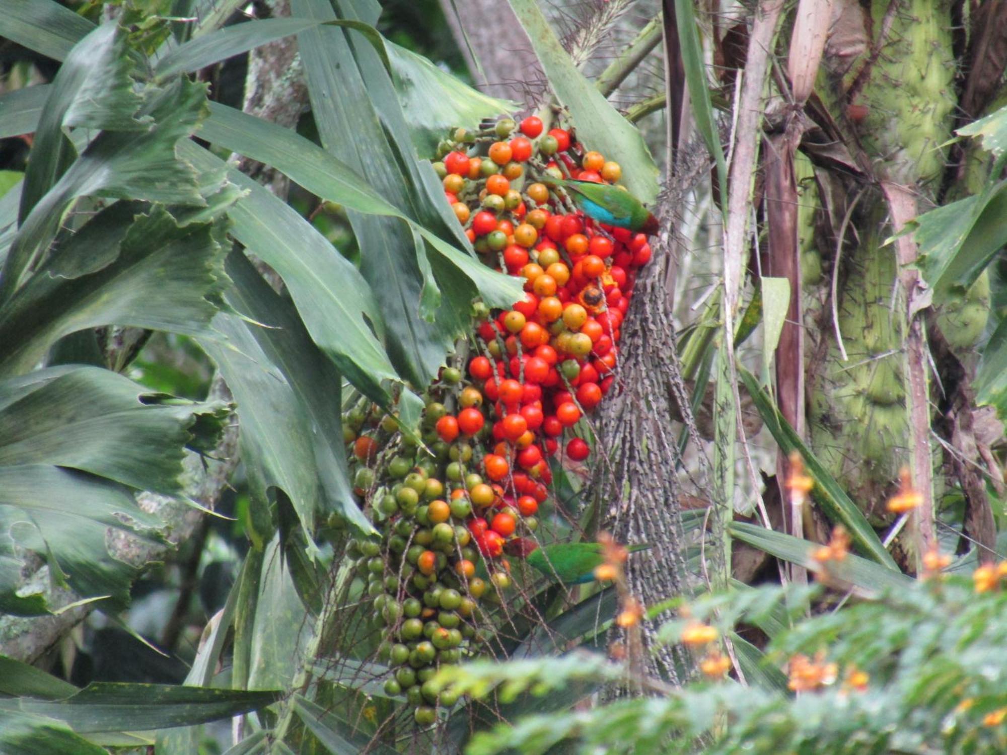 Rural Pajaros Y Flores Country house Los Andes (Antioquia)